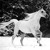 Artwork for ONE HORSE WHITE HORSE