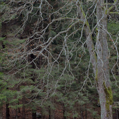 "MANOFON" - tamo gdje bila si prije