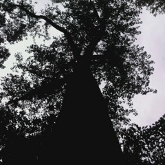 Emancipator/Wu Tang "CREAM" (inFAMOUS mash)