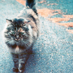 Quasimoto - Broad Factor (Bayk'd Remix)