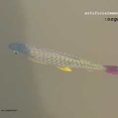 ORGANFISH (electric fish field_sample)