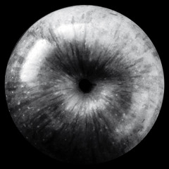 mz20111007 B2 Rose-Ulysse Paradise