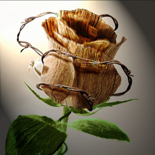 Stream Poison Every Rose has its Thorn (cover) by Reynouts Listen