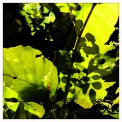 Limited Possibilities