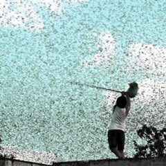 like locusts