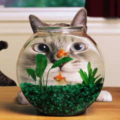 Mudhut - Hypnotized [CLIP]