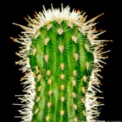 Cactus (Preview)