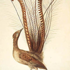 The Lyre Bird