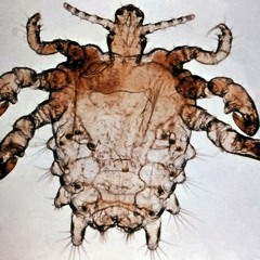 Miami lice