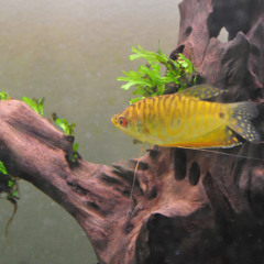 Guitar duet improv + fish tank