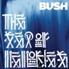 bush-baby-come-home-laminaoil