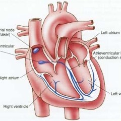 Disrhythmia (Dystimbria #2)