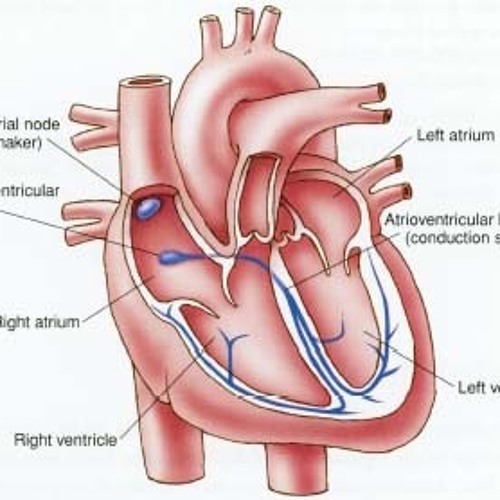 Disrhythmia (Dystimbria #2)
