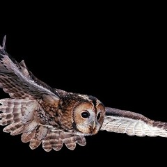 TAWNY OWLS, FEMALES CALLING TO EACH OTHER.