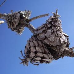 Worn Nut