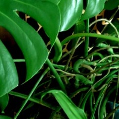 Liane Jungle Part1