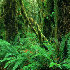 Ghostape - Like a forest (demo)