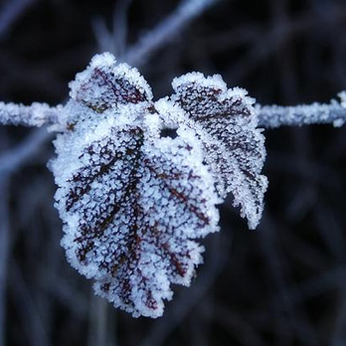 First frost