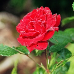 morning flower riddim v.1.0