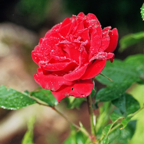 morning flower riddim v.1.0