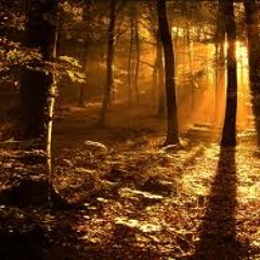 The Woods Don't Ask For Money