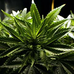 02 Yung & Faded - Gucci Gucci (Freestyle) 0