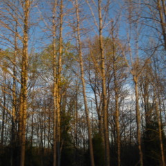 Isabella - Mediaeval Baebes VS Animal Suit