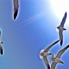 Seagull Orchestra