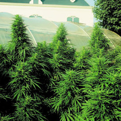 Slimjah - It's All About Sensi