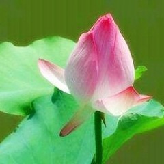 ยอดพระกัณฑ์ไตรปิฎก เนื้อร้อง + ดนตรี