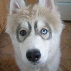 Faces (Instrumental)