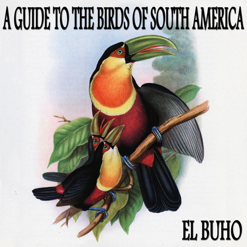 El Buho - Great Jacamar (Jacamerops Aureus)