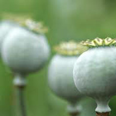 Haruki Tamesue - Golden Arms (Freeman Remix)