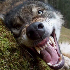 Immaculate night  511 by JSSSSP, ft The ClaraKaliPRJT