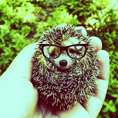 Hipster Hedgehogs