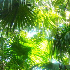 MOTHER POPCORN "NEON WAVES"