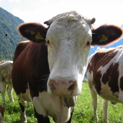 KILO live @Klub Kohelet Vienna