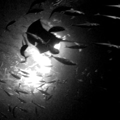 Andrew Tailor - Water [NO BORDER RECORDINGS]