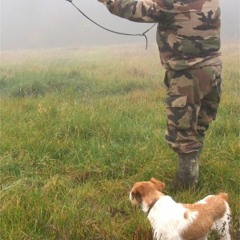 La chasse aux chats