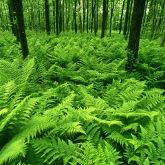 PERMACULTURA-- Dejar de respirar