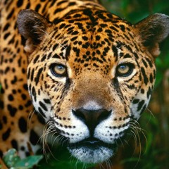 Baalam-jaguar