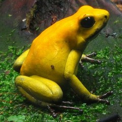 TE GUSTARA- MARIA LOWFISH