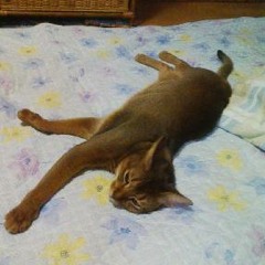 ﾄﾘｱｰｴｽﾞ