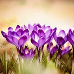 Criticalifornia - Grow