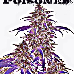 Poisoned - Dr Majestic (Original Mix)