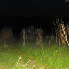 Last Song (rough mix 1)