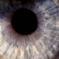 Ri Caragol - The Evidence