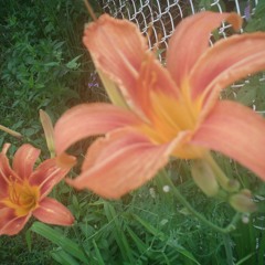 قصيدة الشمعة Qasidat chemaa