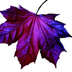 SIX FOE "Seasons" (Purpp Cobain LeanHouse edit)