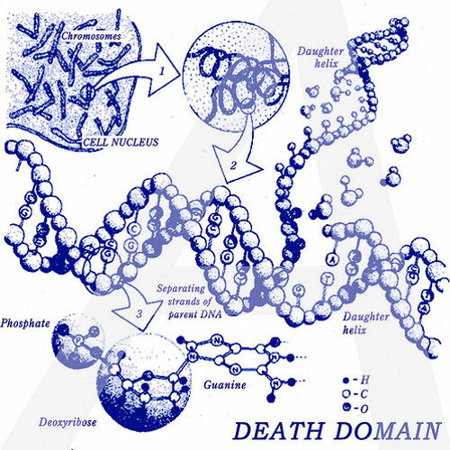 Ethidium Bromide